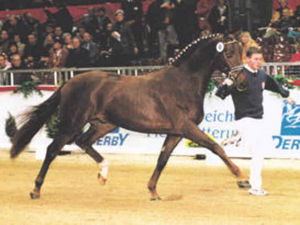 Dressage Stallion - Royal Dance
